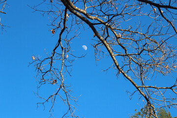 The moon through the branches of a tree.