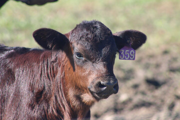 Cow (CA 07270)