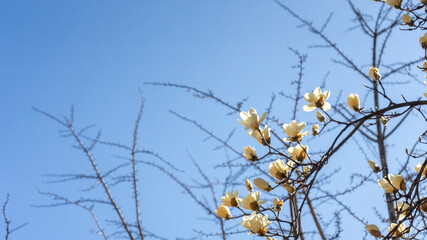 목련