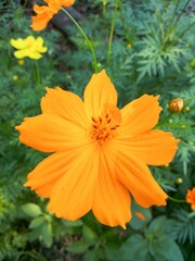 yellow cosmos flower in nature garden