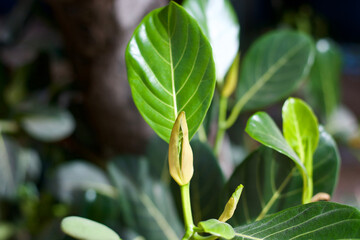 green plant in the garden 