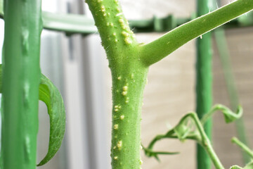 Image of The roots of cherry tomatoes grown on the balcony
