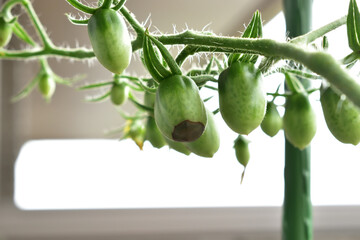 Image of Bottom rot of cherry tomatoes grown on the balcony