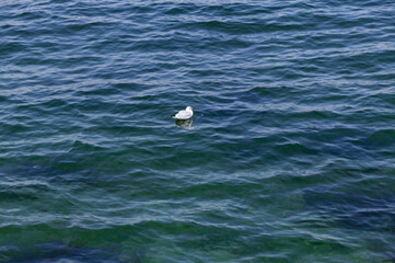 ３月の横浜港に浮かぶカモメ。