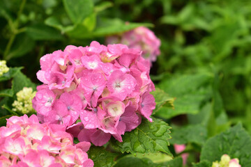 Image of Pink hydrangea that gets wet with rain dew [June]