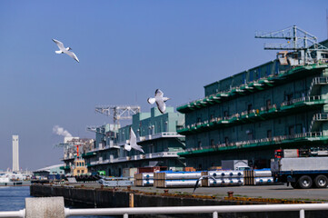 Fototapeta premium ３月の横浜港を飛ぶカモメ。