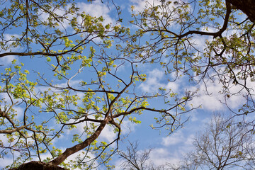 tree leaf branch and the sky background 