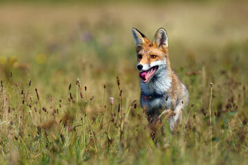 The red fox (Vulpes vulpes) looks for food in a meadow. Young red fox on green field with dark spruce forest in background.Young fox with orange fur in colorful meadow flowers.