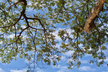 tree leaf branch and the sky background 
