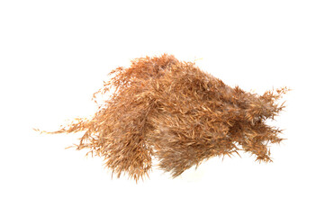 reeds isolated on white background © Oleg