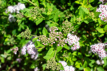 Close up view of pretty pink buds and blossoms on a compact spirea (spiraea) bush in early summer, on a sunny day