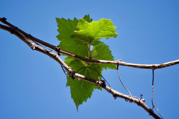 green leaf grown on the tree branch