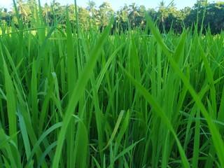 Obraz premium green grass in spring