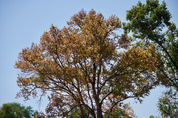 old leave in the tree 