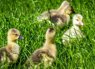 The 3-day-old goslings joyfully run along the lawn grass in the backyard.