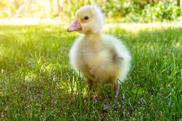 Yellow 3 day old gosling on green grass close-up.