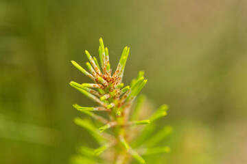 pine tree brunch macro with spider web from a young tree