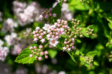 Close up view of pretty pink buds and blossoms on a compact spirea (spiraea) bush in early summer, on a sunny day
