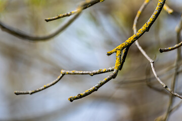 Branches of old tree.