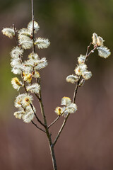 Willow tree in a spring.