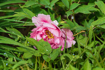 nice peony in the garden
