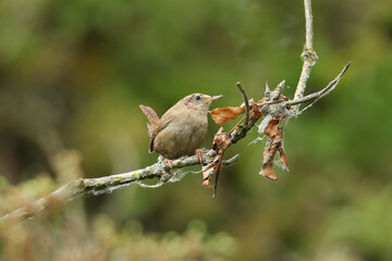 A cute Wren, Troglodytes, perching on a branch of a tree in spring.