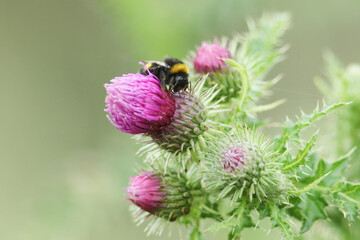 A Bumblebee, Bombus, pollinating a Thistle flower in a meadow in springtime.