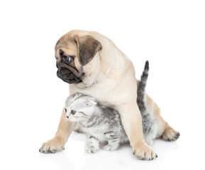 Pug puppy and tiny scottish kitten look away together on empty space. Isolated on white background