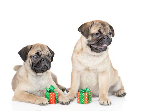 Two pug puppies sit together with gift boxes. isolated on white background