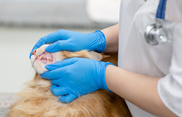 Vet checks teeth to a big maine coon cat at veterinary clinic