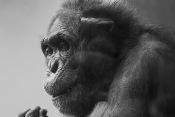Nachdenklicher Schimpanse