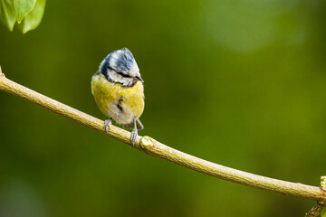 Blaumeise