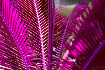Pink abstract coconut leaf background
