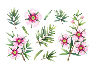 Manuka Honey branch, leaves and flower. Hand drawn watercolor illustration isolated on white background. 