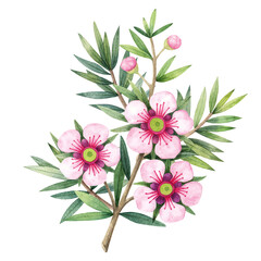 Manuka Honey branch, leaves and flower. Hand drawn watercolor illustration isolated on white background.