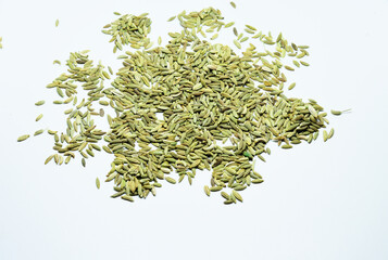 Green Fennel Foeniculum Vulgare isolated on a white background