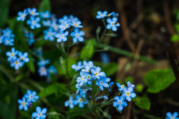 Small blue forget-me-not flowers in the garden. Selective focus. Shallow depth of field.