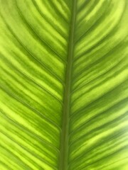 green leaf background