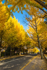 Street in Japan with Gingko trees along the two sides in autumn