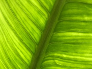 green leaf background