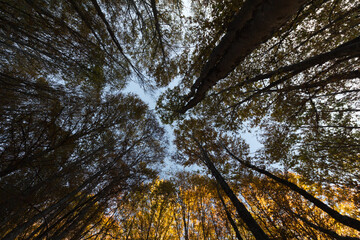 Low angle shot in a forest. Looking up trees