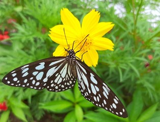 Fototapeta premium butterfly on a flower