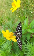 butterfly on a flower