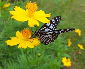 butterfly on flower