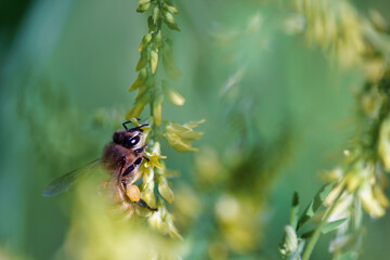 bee on a flower