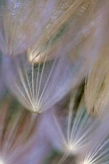Fototapeta na wymiar close up of dandelion seeds