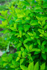 Obraz premium Hydrangea plant growth in the garden. Selective focus.