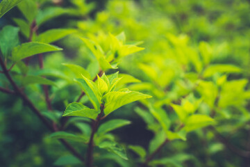 Hydrangea plant growth in the garden. Selective focus.