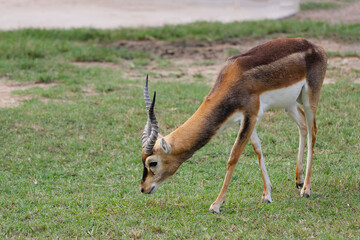 The springbok eatting grass in the garden at thailand
