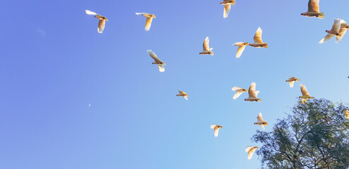 cockatoos flying in the sky